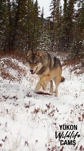 Yukon wolf: real speed, slow motion | Yukon Wildlife Cams