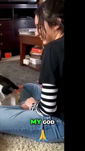 Cat Launches to Catch Bug! You Won't Believe What Happens! #shorts