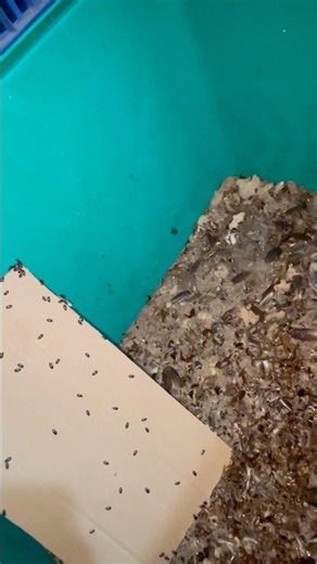 Cleaning out Dubia roach frass! 🪳💪 #DubiaRoaches #RoachFarm #InsectFarm #Dubia #BugTok #ExoticPets