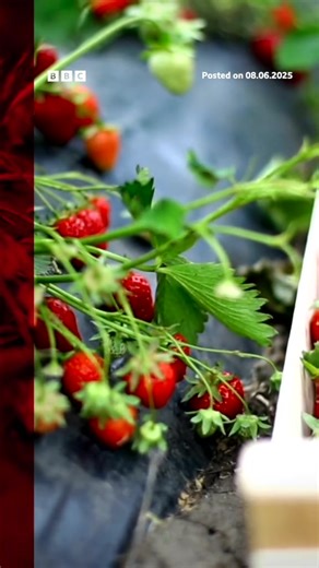 BBC One - What do you mean a Strawberry Moon? 🌝...