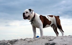 Victorian Bulldog - Ultimate Dog Breed Guide