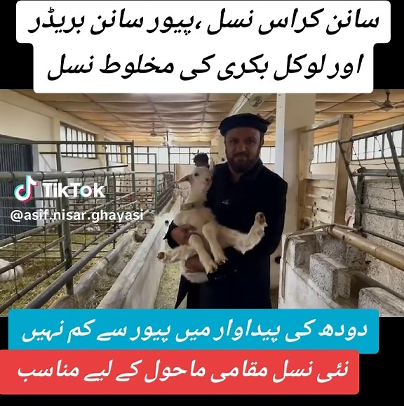 Pure Saanen Crossbreed and Local Goat Hybrid for Dairy Production in Pakistan