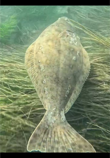 Discover the Unique Swim of Pacific Halibut