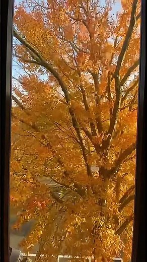 Tree's Epic Year-Long Transformation! #TimeLapse #Nature #Seasons