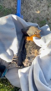 11K views · 633 reactions | This beautiful Grey-headed flying fox is...