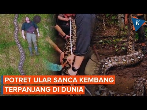 Pecah Rekor! Temuan Ular Sanca Kembang Terpanjang di Dunia Ada di Maros, Sulawesi Selatan