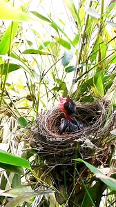 Found a bird's nest on a bamboo tree | Saving Birds