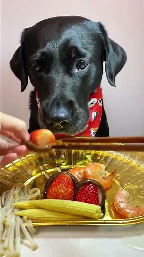 Top 5 Delicious Dog Foods Every Pup Will Love