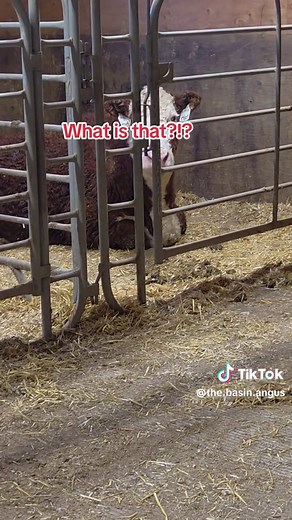 Understanding Cattle Behavior on Ranches