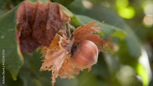 Hazelnut fruit on a branch. Ripe single hazelnut fruit going to fall, hanging on a tree with leaves, ready for harvest, bokeh, changing light