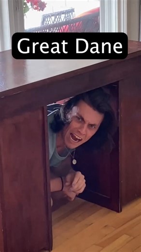 75K views · 1.8K reactions | How Dog Breeds (FUN) #dogbreeds #dogbreed #breeds #dogowners #dogvideo #dogoftheday #doglife #BabyDoge #funnydogs | Jonny Devaney Reel | Facebook