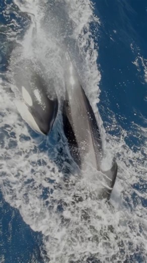 1.9K views · 143 reactions | Family. A bond within toothed whales,...