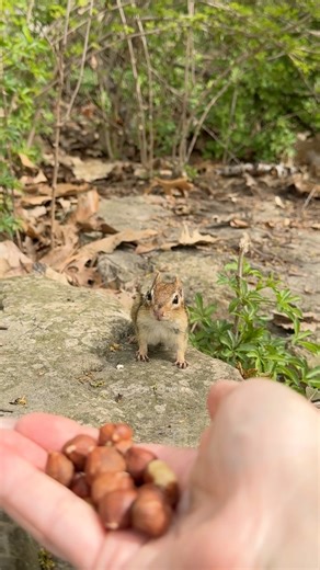 The chipmunk master 🎩 #funny #comedy #humor #cute #nature #chipmunk #charlie #viral #command #youknowhowwedoit #pet #animals #reelsfypシ | Charlie The Chipmunk