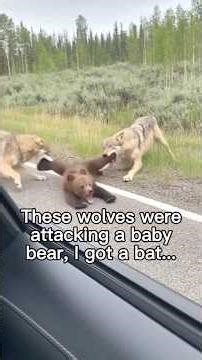 The wolves around here are ruthless #wholesome #animals #animal #nature