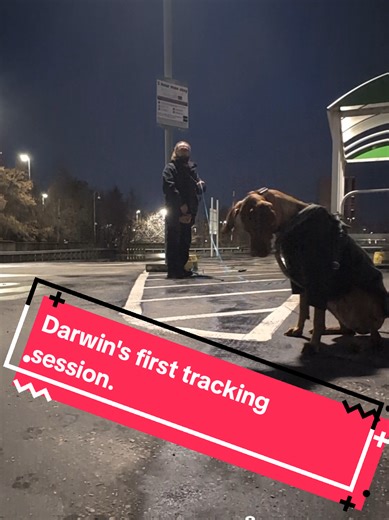 Darwin's First Tracking Session: Impressive Dog Training