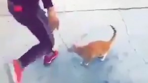 Horrific video shows evil man kicking ginger cat and laughing after