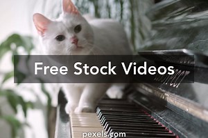 Cat Jumping Videos, Download The BEST Free 4k Stock Video Footage & Cat Jumping HD Video Clips