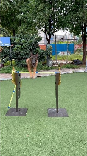Unbelievable Jumping Skills 🐕🔥 | Keshari the Tigress Belgian Malinois Agility Training