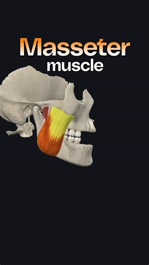 Bradley Blair Osteopath on Instagram: "Masseter muscle is a paired, strong, thick and rectangular muscle that is originating from the zygomatic arch and extends down to the mandibular angle. It consists of a superficial and a deep part. It is one of the masticatory muscles, a group of muscles which also includes the temporal muscle, lateral pterygoid muscle and medial pterygoid muscle. Its specific functions are elevation and protrusion of the mandible, as well as providing support to the articu
