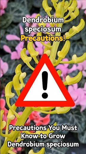 Dendrobium speciosum care Precautions