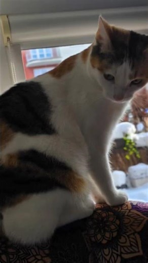 blah blah blah and cat