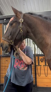 If we gave as much attention to the pterygoid muscles as we do to the tongue or glossal muscles, we might actually have a chance at helping the horse. The equine community much like the human community of therapists is obsessed with the tongue. The tongue is simply where the vestibular mechanisms compensate; it is never the cause. Nor can you treat a tongue that is compensating for a lack of vestibular stability, because you can’t outmaneuver the nervous system in its own house. I don’t entirely