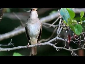 Afrique : le chant du rossignol une merveilles de Mère Nature