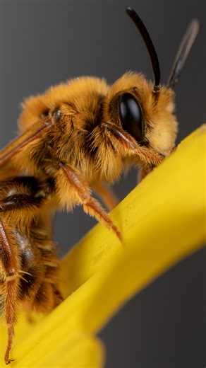 In Southern California’s desert, Krystle Hickman whispers “so cute” as a tiny native bee peeks from its burrow. She’s photographed 300-plus species, hoping her lens helps protect threatened pollinators and their ecosystems. | AP