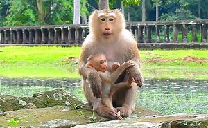 15K views · 422 reactions | Look awesome cute! Baby Robin feel so warm & comfortable stay with his beloved mom Rose all day | Entertainers | Facebook