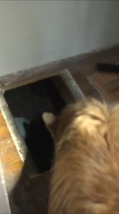 Pier & Beam Repair Explained | Crawlspace Framing & Re-Leveling (Day 3) | IFIX Construction