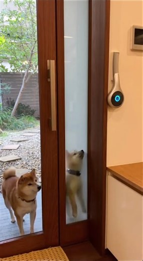 柴犬たちの可愛い瞬間！自動ドアで遊ぶ姿