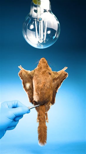 Odd Animal Specimens on Instagram: "If you place a flying squirrel under a UV black light, something very unusual happens. It glows pink! This is similar to how scorpions glow green under a UV light. #science #animals Specimen use made possible by the University of Michigan Museum of Zoology"