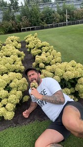 Here’s the answer to a popular question ~ green flowered paniculata Hydrangea like ‘Living Little Apple’ are the best performers for hotter climates! 🌱 | Mr Plant Geek - Michael Perry