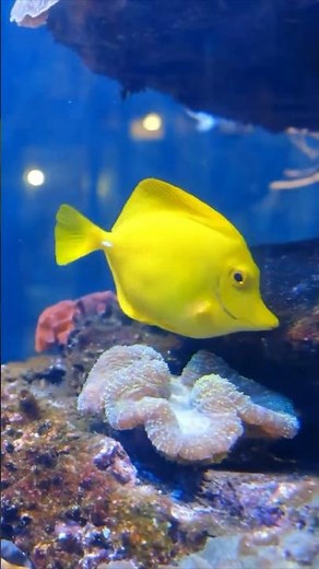 Yellow Tang Fish Facts: Care Guide, Diet, Habitat, and More!