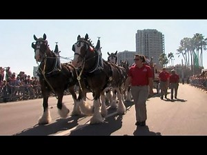 Person of the Week: Budweiser Clydesdales Team