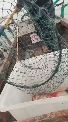 Watch nature’s pro anglers in action! 🐦💦 These cormorants dive, chase, and catch fish with incredible precision — centuries-old fishing teamwork between man and bird. 🎣🔥 #FishingLife #NatureMagic #cormorantfishing | Hoodfishing_entertainment