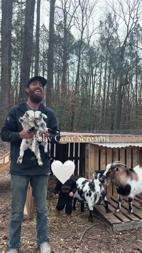 Adorable Baby Goat Scream Compilation