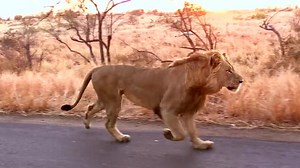 Bachelor Lions (2018)