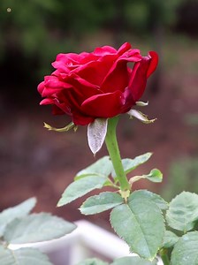 18K views · 9.5K reactions | Red Roses | Roses | Facebook