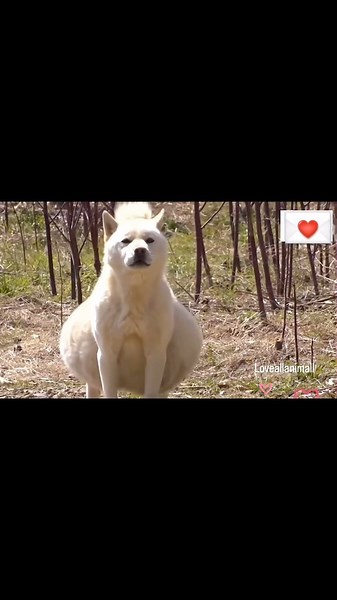 Hey Doggee on Instagram: "Join us in this heartwarming rescue story of a stray dog with a severely distended belly. This video captures the urgent efforts to save her, including a crucial surgery that transformed her life. Watch as she goes from suffering and uncertainty to health and happiness, thanks to the dedication and care of our rescue team. #dog #dogs #adoptdontshop #dogslife #doglove #cutedogs #rescuedog #rescuedogsofinstagram #dogs_of_instagram #adopt #dogslover #doggie #dogfood #adopt