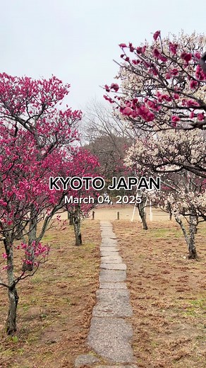 Explore Plum Blossom Season in Japan's Parks