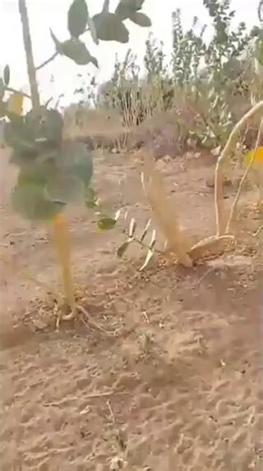 🚨Mali 🇲🇱: des comptes proches des milieux de l’Azawad ont affirmé, dans une publication en ligne, qu’une fosse commune de civils a été découverte après le retrait de l’armée malienne et de mercenaires russes de Africa Corps, du secteur d’Amachach, près de Tessalit.