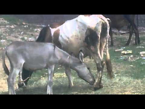 Donkey Drink cow milk