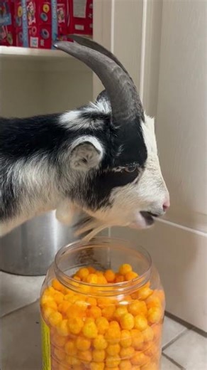 Funny Humans & Animals Moments Compilation 🐶😂 | When People and Animals Team Up to Make Us Laugh