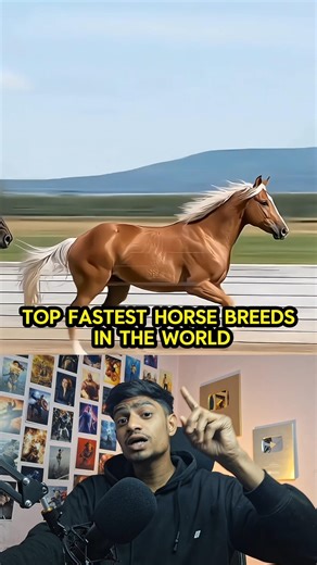TOP FASTEST HORSE BREEDS IN THE WORLD | #shorts #facts