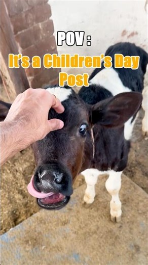 🐮Children’s Day on the Dairy Farm🤠