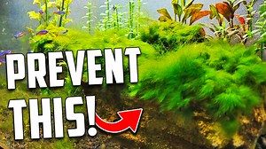 Let's talk about the best tools and techniques for removing algae and keeping it at bay while you're still in the process of balancing your planted aquarium. #AquariumCoop | Aquarium Co-Op