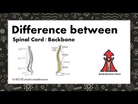 Difference between Spinal Cord and Backbone