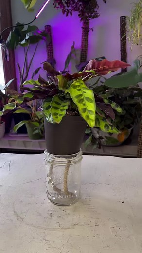 1.6M views · 3K reactions | You can grow almost any plant in coco coir as the material acts just like any other potting soil or peat. As long as you know what you are doing, almost all plants will benefit from being planted in coco coir. You can use coco coir to grow everything from exotic plants, to even more common plants and flowers. | Foraging Fosters | Facebook