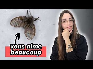 4 minutes pour comprendre la MOUCHE A DRAINS (+ annonce !)
